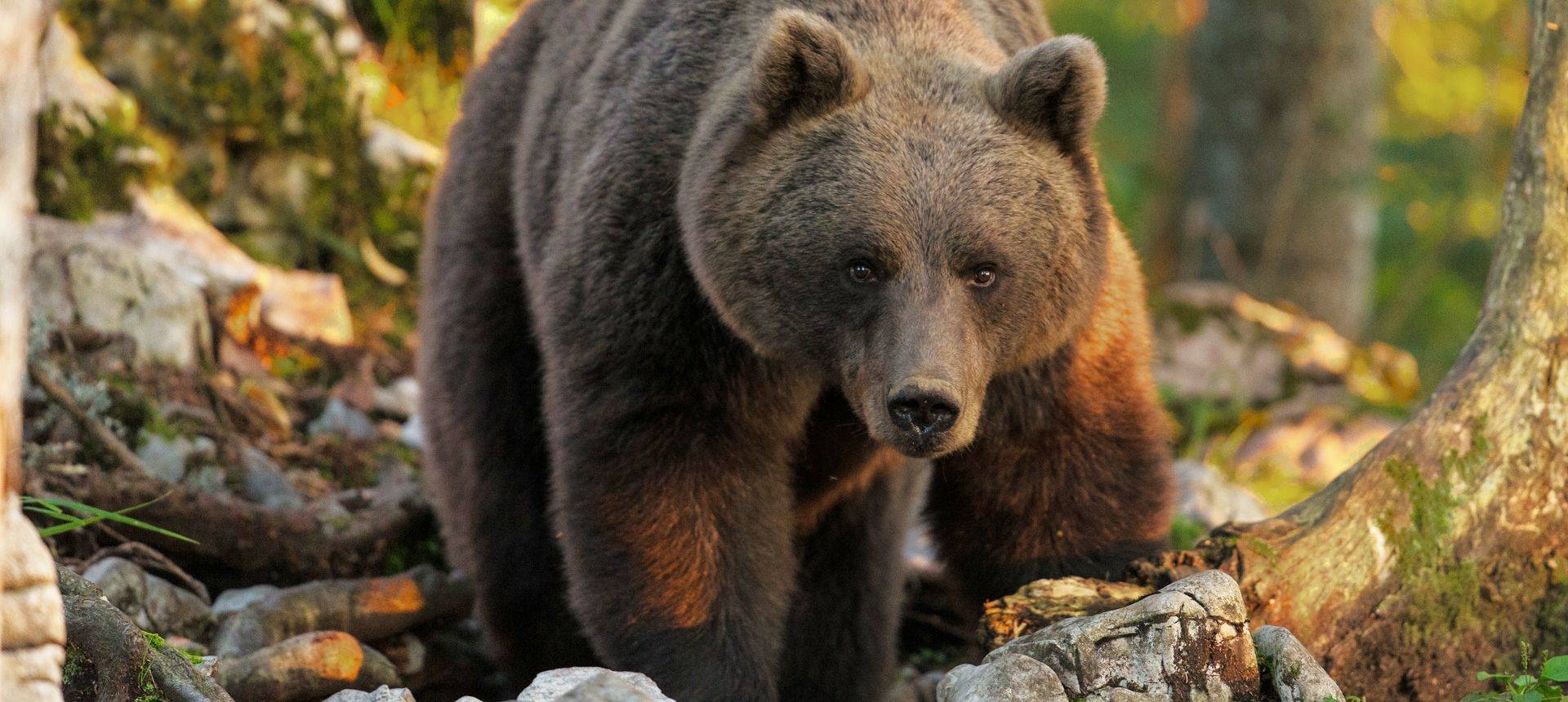 Brown Bear (Edited)