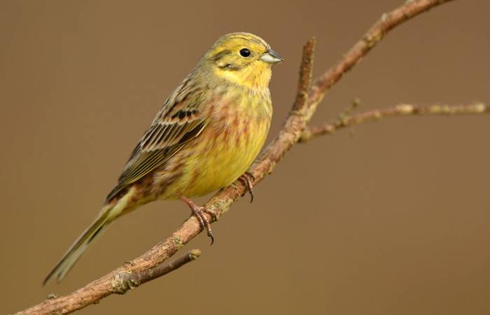Yellowhammer shutterstock_764039533.jpg