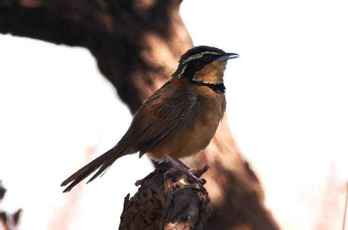 Collared Crescentchest (Andy Foster)