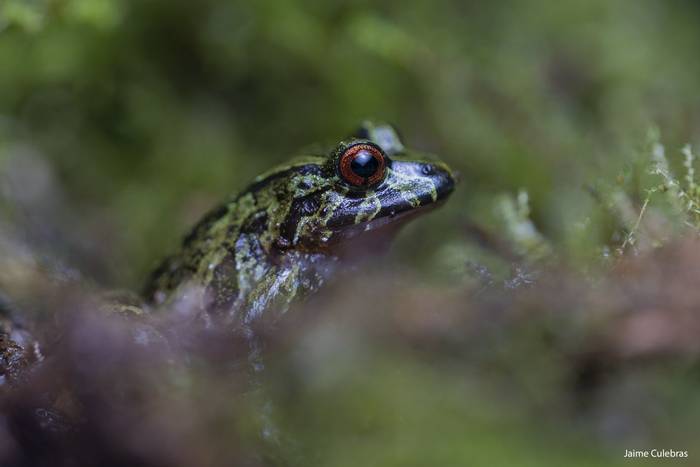 Carmelita's Robber Frog (Pristimantis carmelitae)  - Jaime Culebras