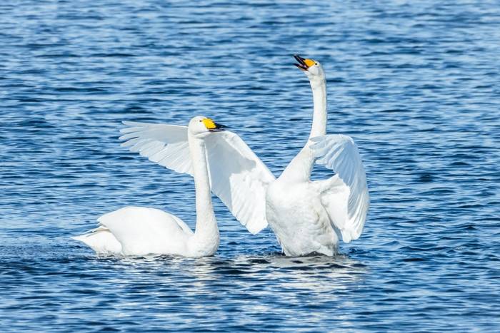 Whooper Swans, Finland shutterstock_1367876726.jpg