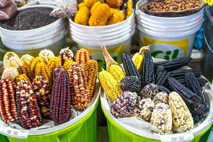 Andean corn, Bolivia