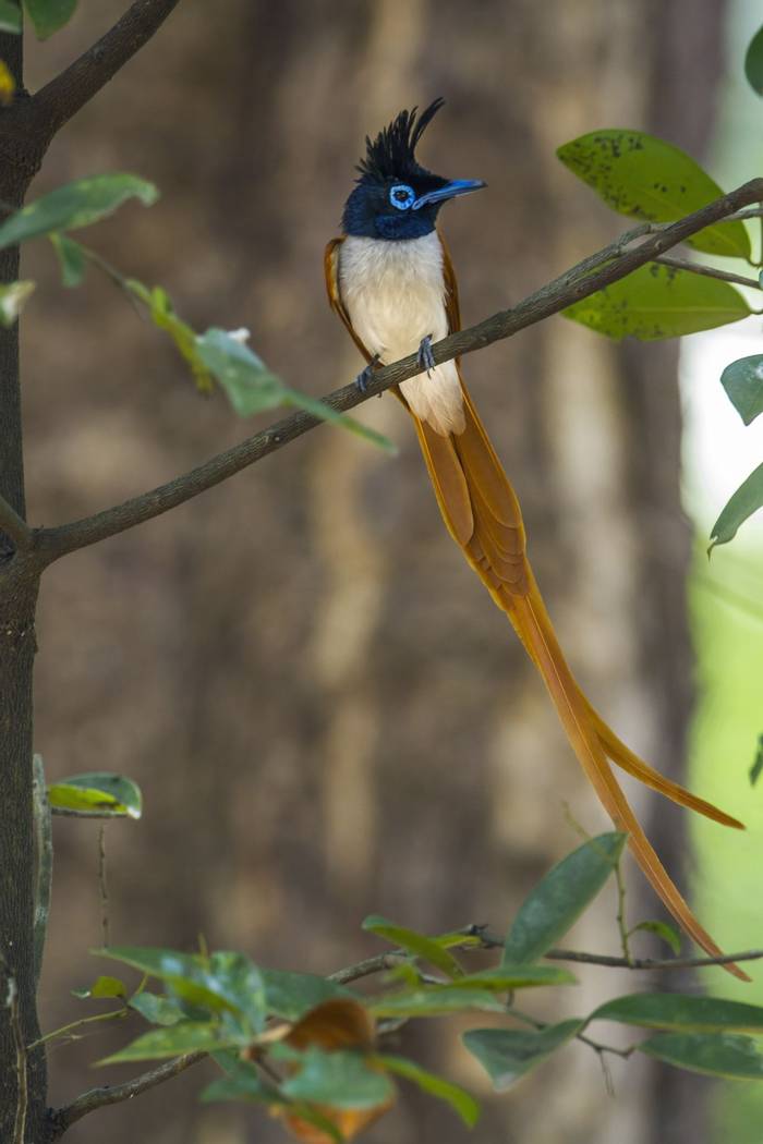 Asian Paradise Flycatcher, Sri Lanka shutterstock_552016012.jpg