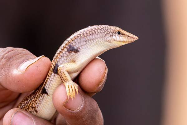 Sandfish (Mike Unwin) Image