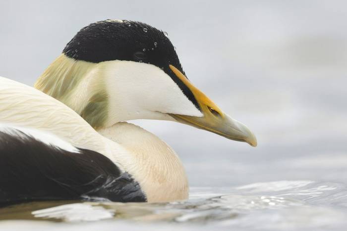 Common Eider © Dave Jackson.jpg