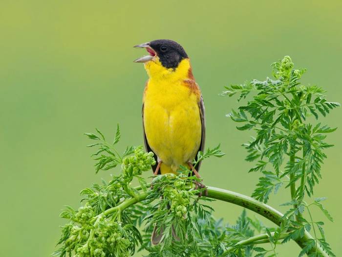 Black-headed Bunting