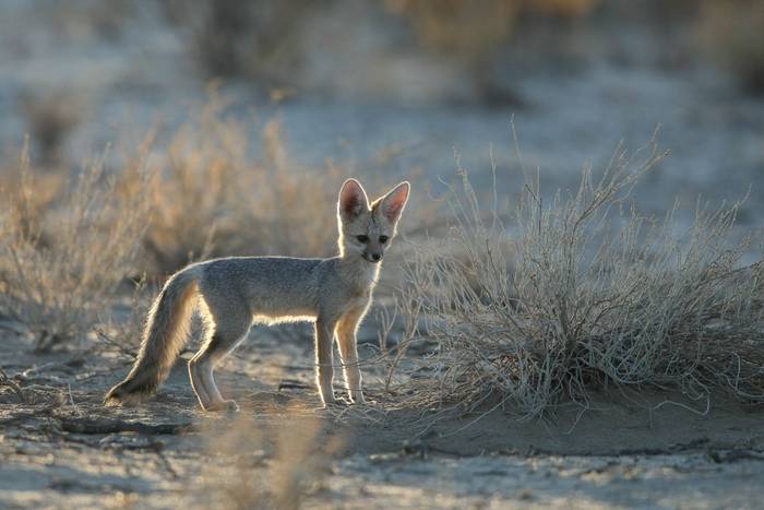 Cape Fox, Namibia shutterstock_2645218833.jpg