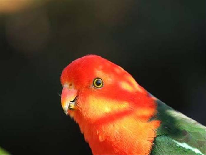 King Parrot (Susan Jenkins)