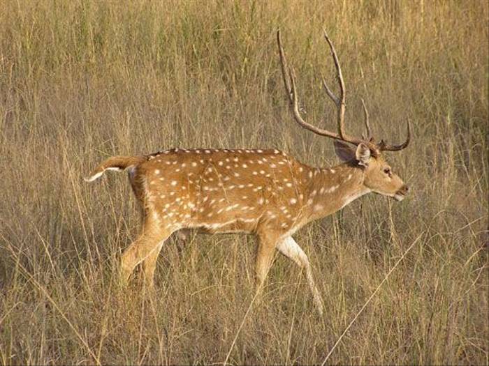 Spotted Deer Stag