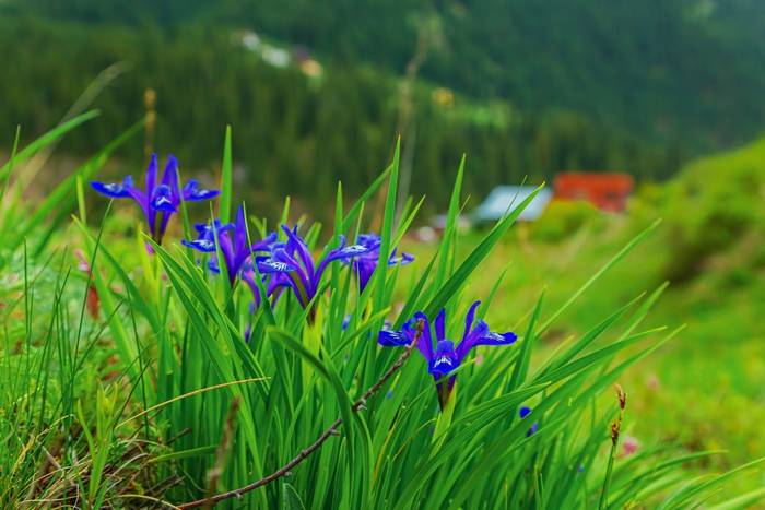 Iris ruthenica, Kazakhstan shutterstock_2464041481.jpg