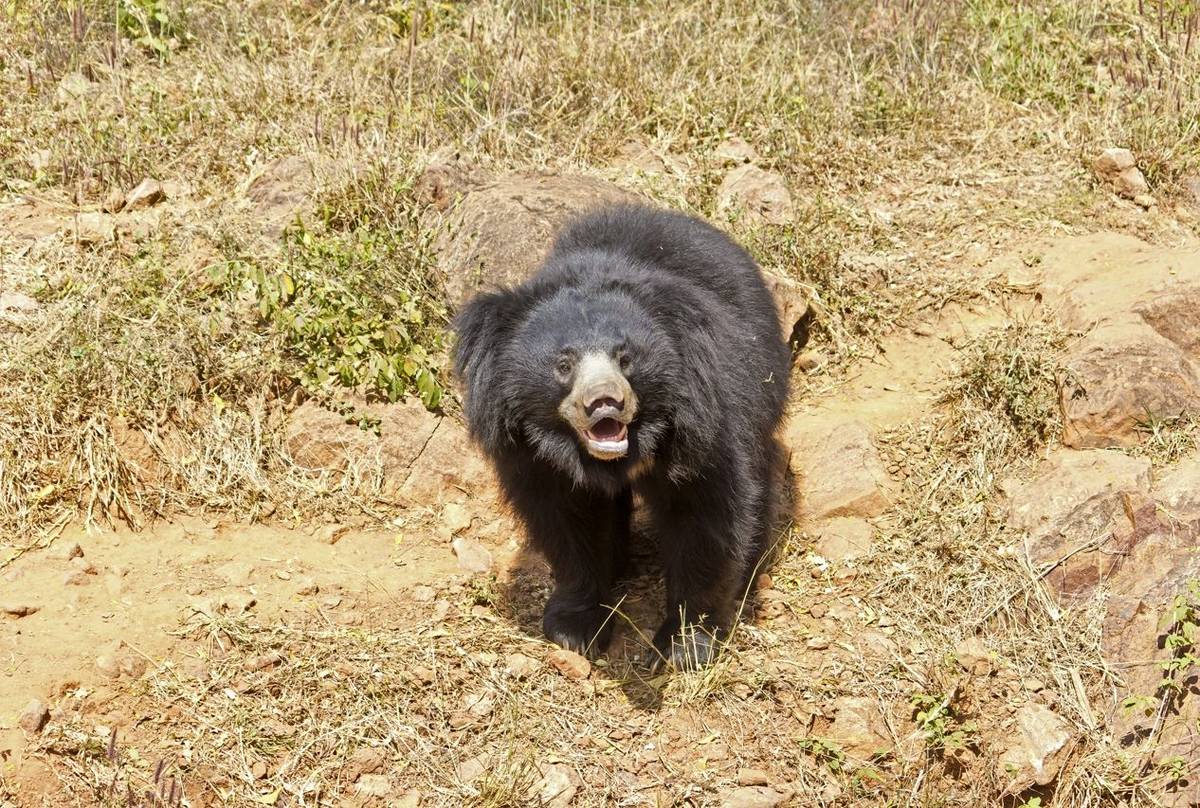 Sloth Bear