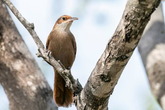 Chaco Earthcreeper, Paraguay shutterstock_2194779695.jpg
