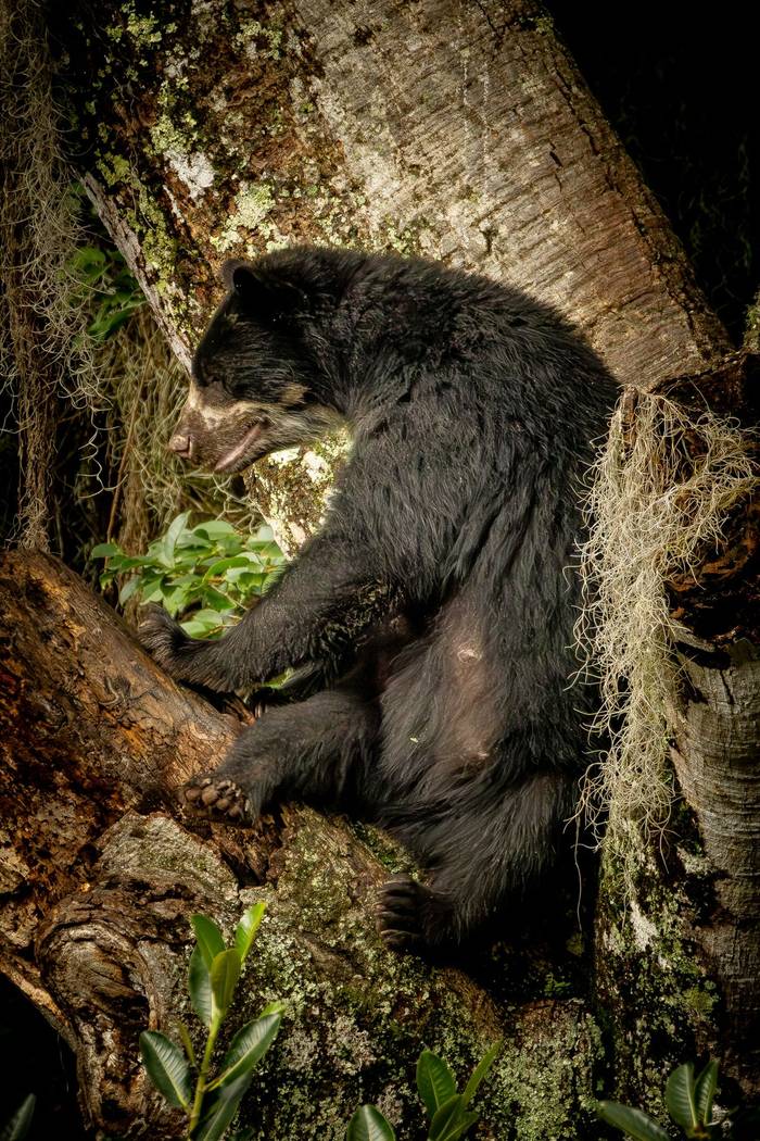 Spectacled Bear © Francisco Muñoz (13).jpg