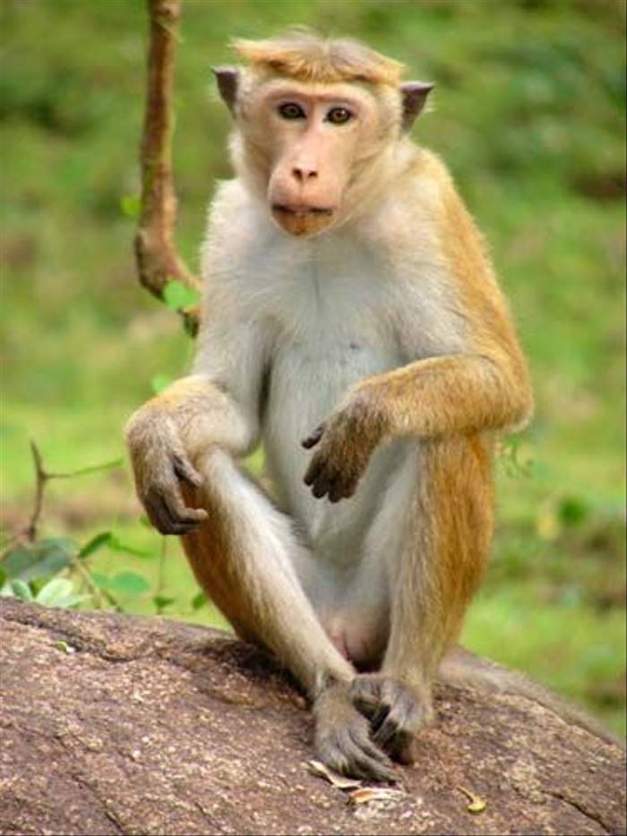 Toque Macaque (Barbara Lovell)