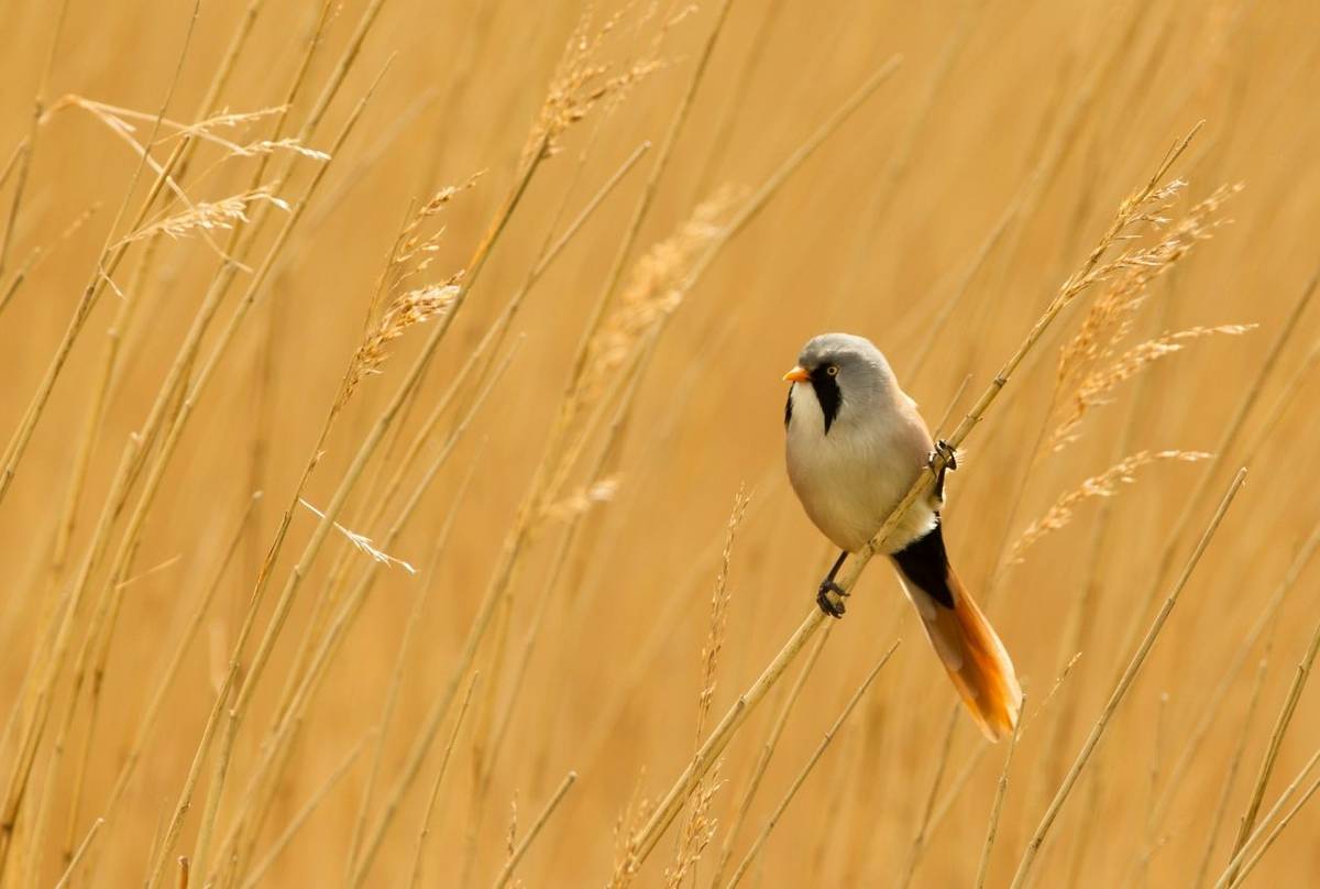 Bearded Tit