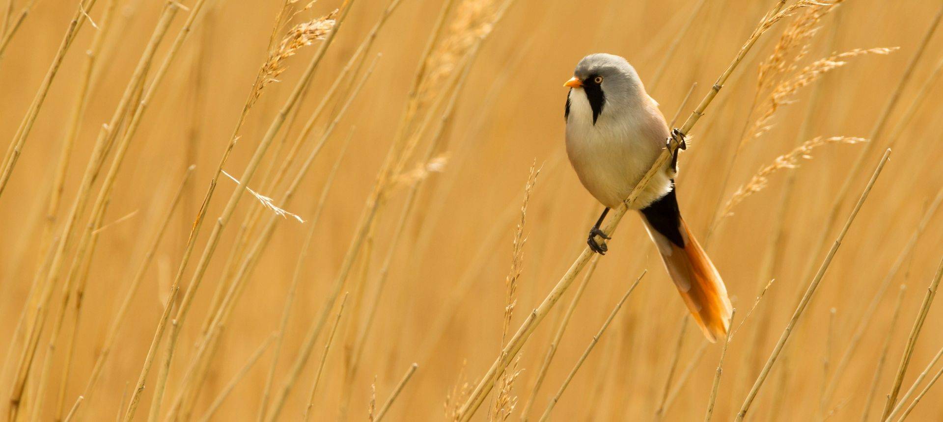 Bearded Tit