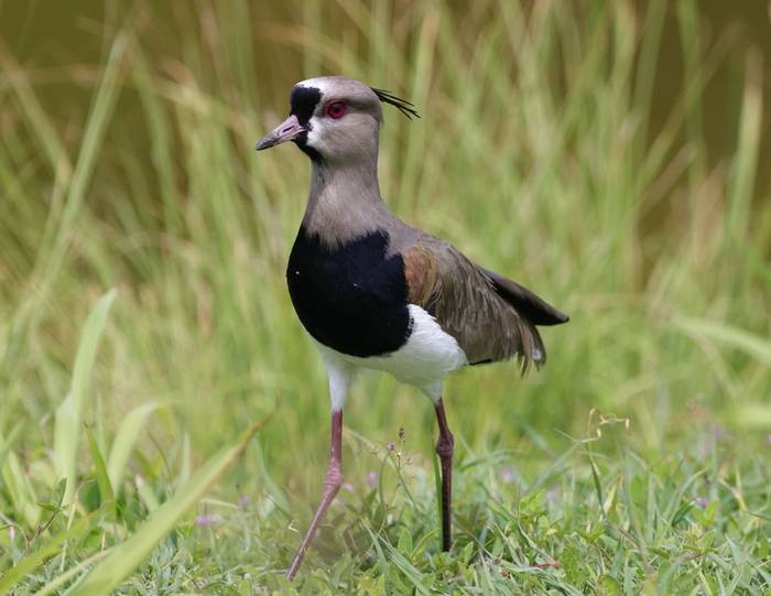 Southern Lapwing, Roadside pools, Tobago © John Moseley