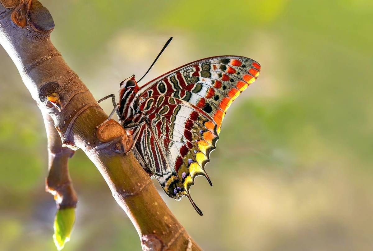 Double-tailed Pasha