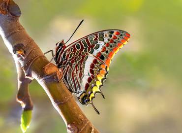 Tunisia - Orchids, Butterflies & Dragonflies