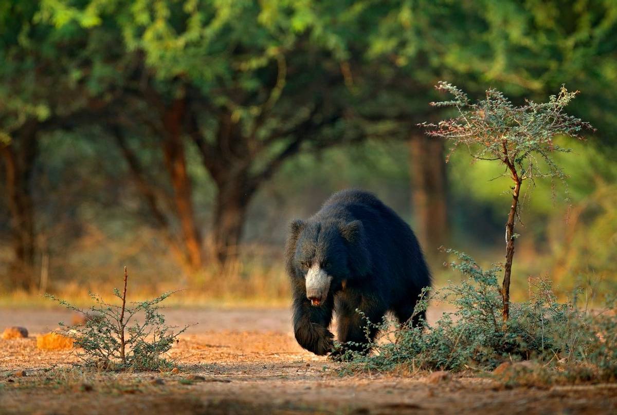 Sloth Bear, Ranthambhore, India Shutterstock 1024451848