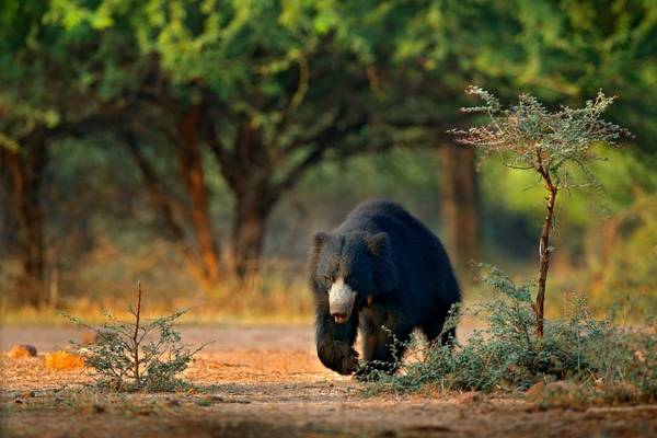 Sloth Bear, Ranthambhore, India Shutterstock 1024451848