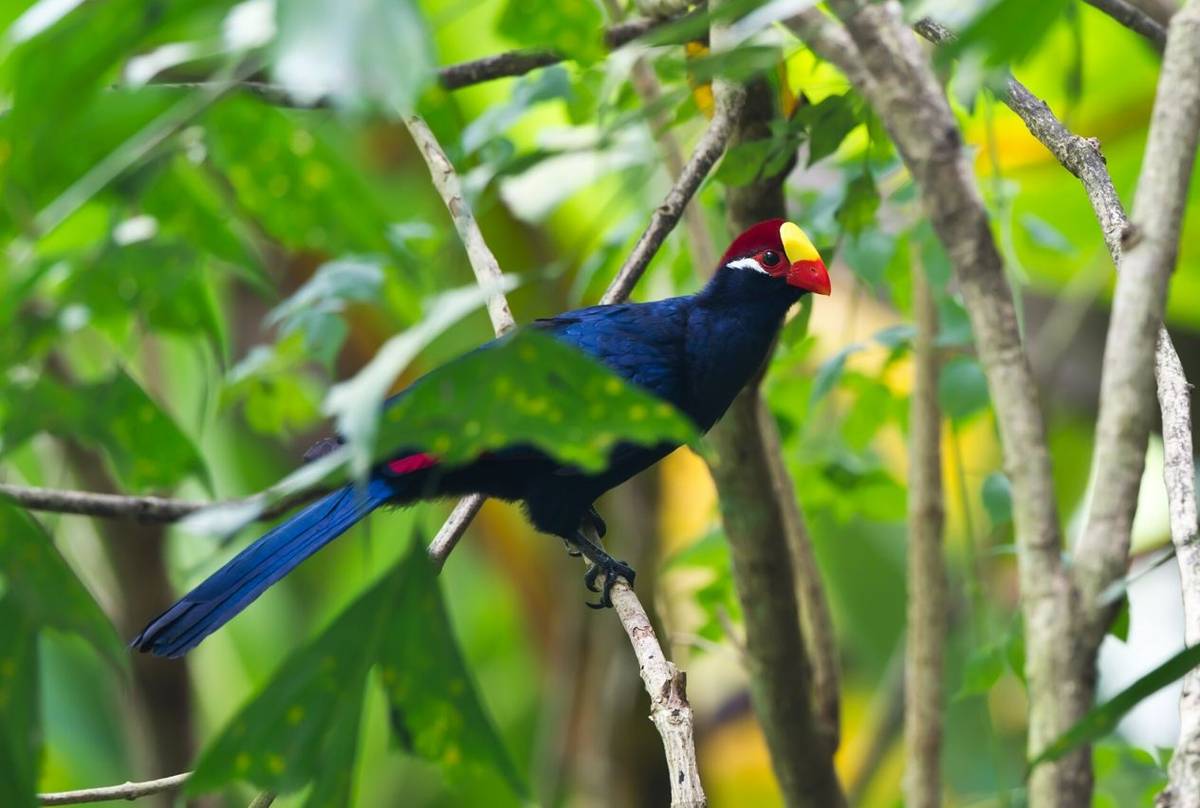 Violet Turaco. Ghana. shutterstock.jpg