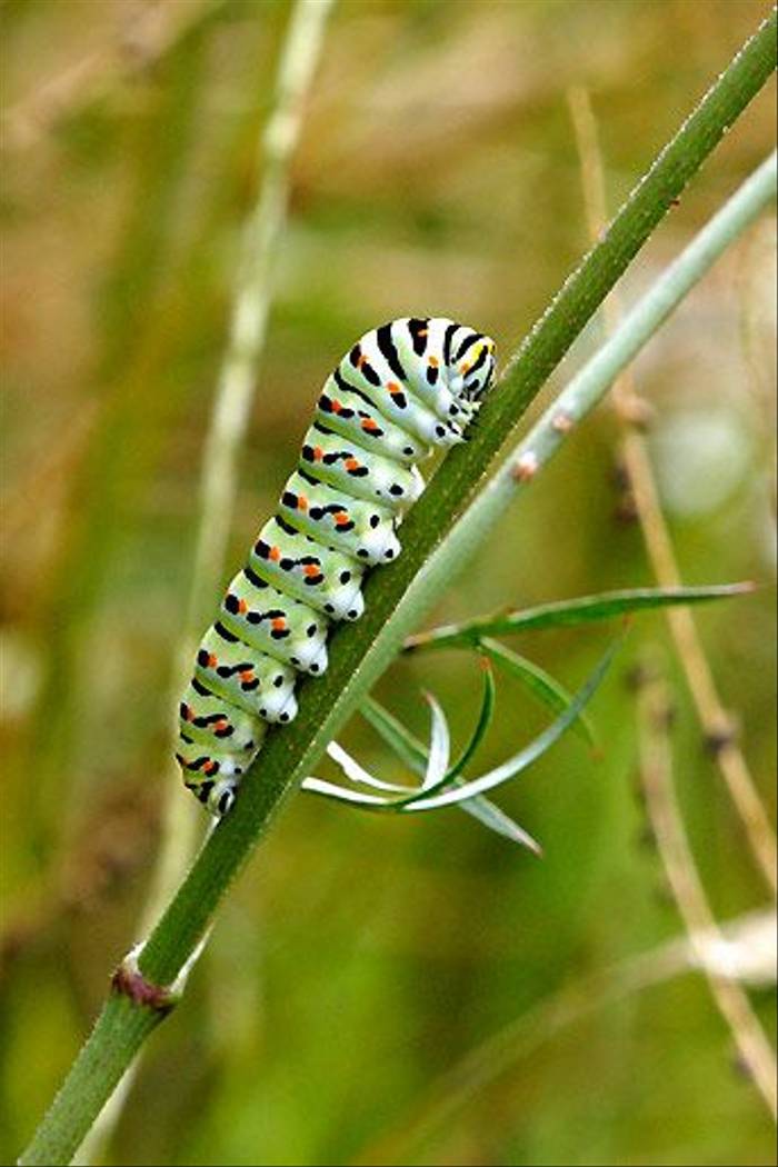 Swallowtail larva (Ian McColl)
