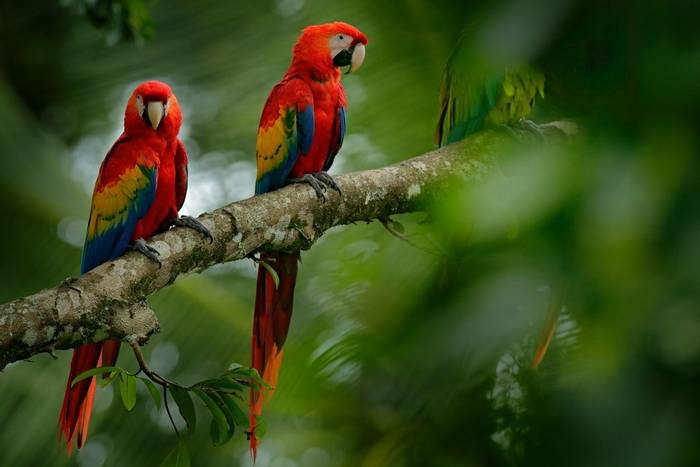 Scarlet Macaws shutterstock_1134285113.jpg
