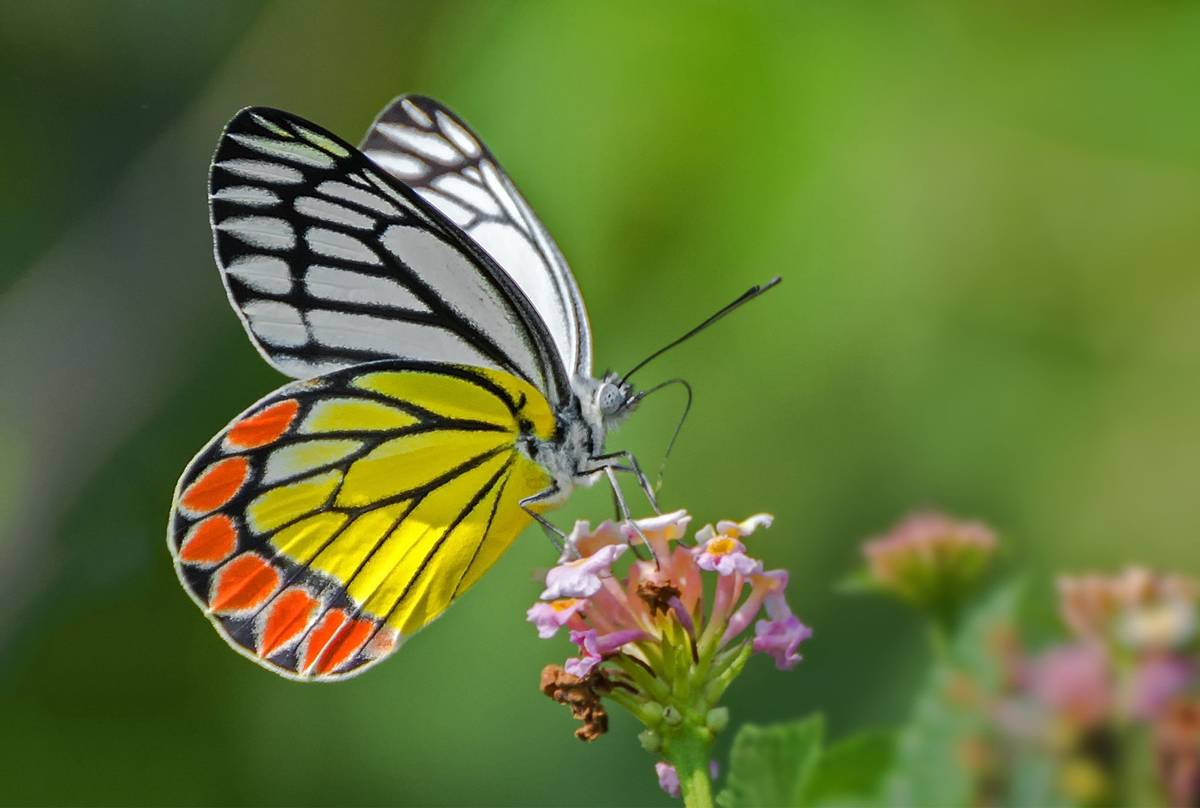 Common-Jezebel-butterfly-shutterstock_778618135.jpg