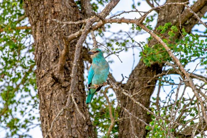 Racket-tailed Roller, Kruger, South Africa shutterstock_1363991894.jpg