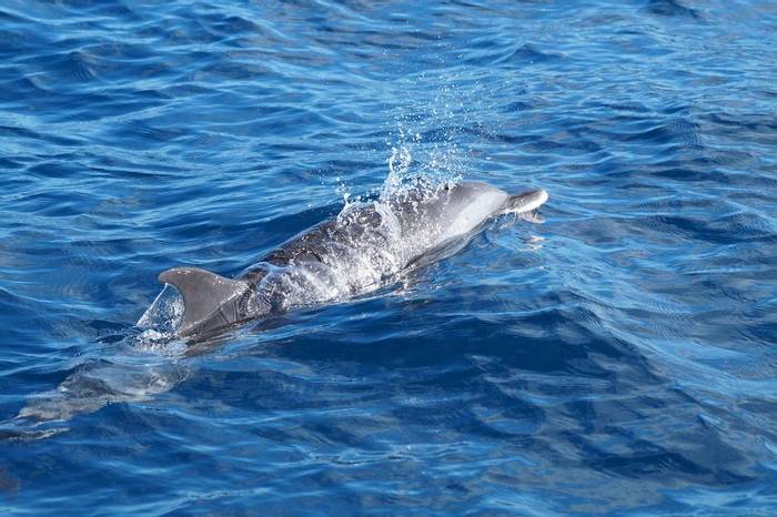 Pantropical Spotted Dolphin (Ed Drewitt).jpeg