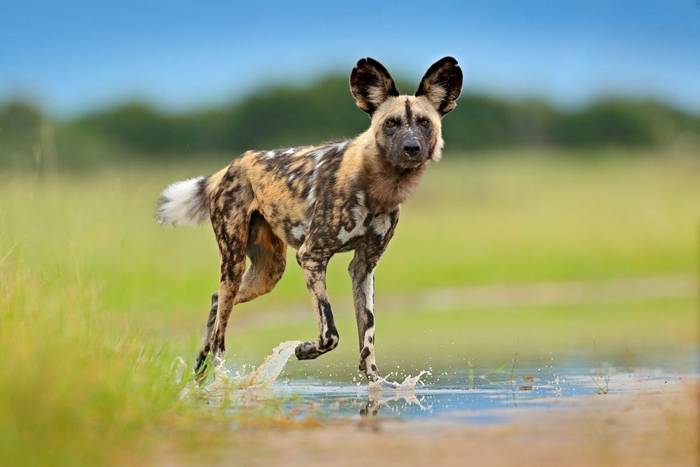 African Wild Dog shutterstock_1212738760.jpg