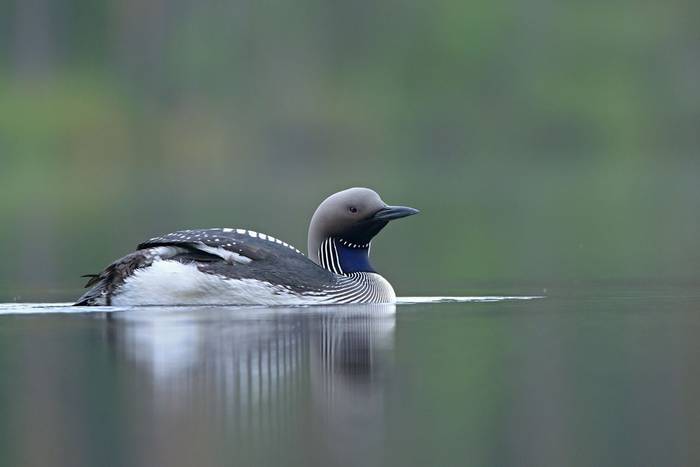 Black-throated Diver shutterstock_605701928.jpg