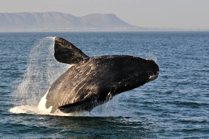 Southern Right Whale shutterstock_154929767.jpg