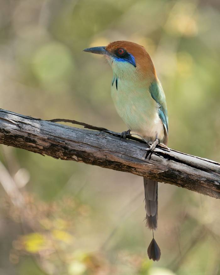 Russet-crowned Motmot shutterstock_2542152047.jpg