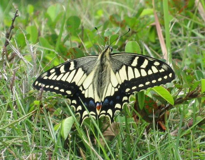 Common Yellow Swallowtail (Marcus Cotton)