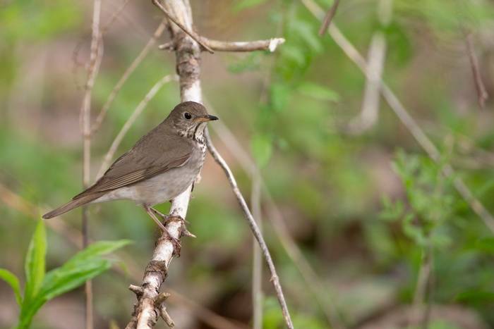 Grey-cheeked Thrush, Ohio shutterstock_1181982424.jpg