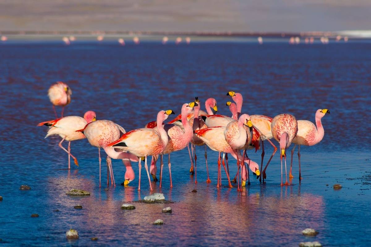 James'S Flamingo, Bolivia Shutterstock 325940897