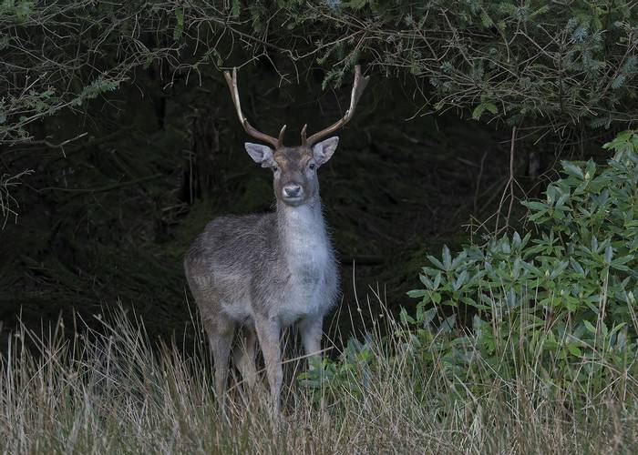 Fallow Stag © Mick Durham