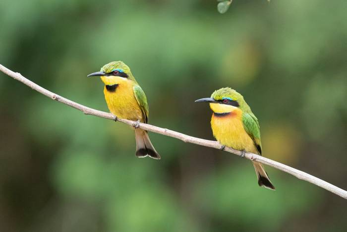 Little Bee-eaters (Iain McFadyen).jpg