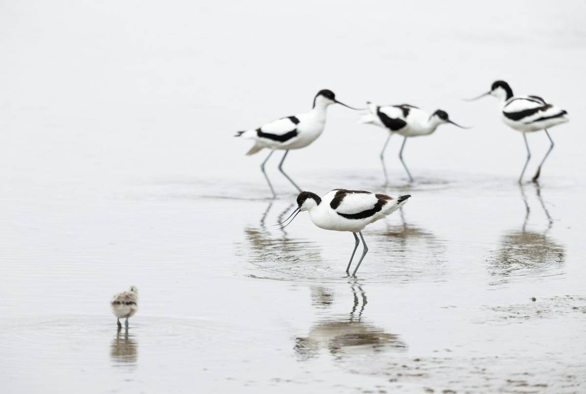 Avocet (© Oliver Smart)