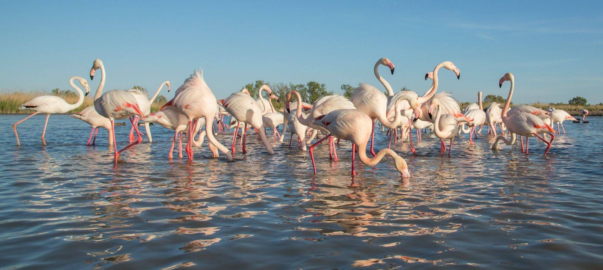 Greater Flamingo, Camargue, France Shutterstock 572628829