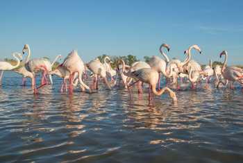 Greater Flamingo, Camargue, France Shutterstock 572628829