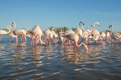 Flamingos, Camargue