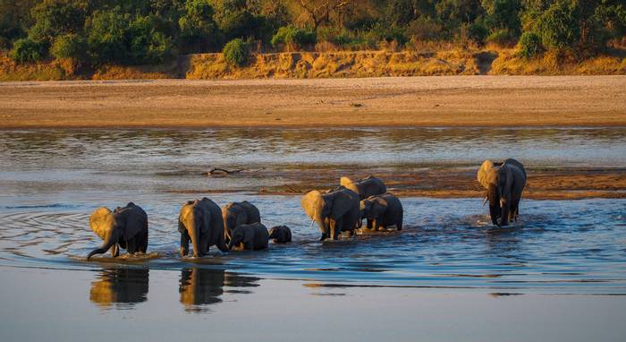 Elephants, South Luangwa, Zambia shutterstock_570715432.jpg