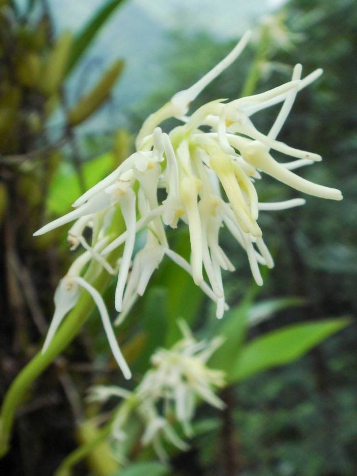 Bulbophyllum trichocephalum.jpg