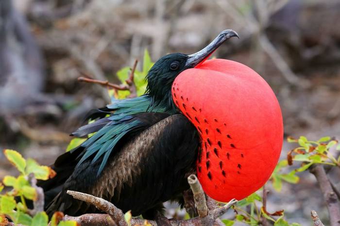 Great Frigatebird, Galapagos Shutterstock 511126021
