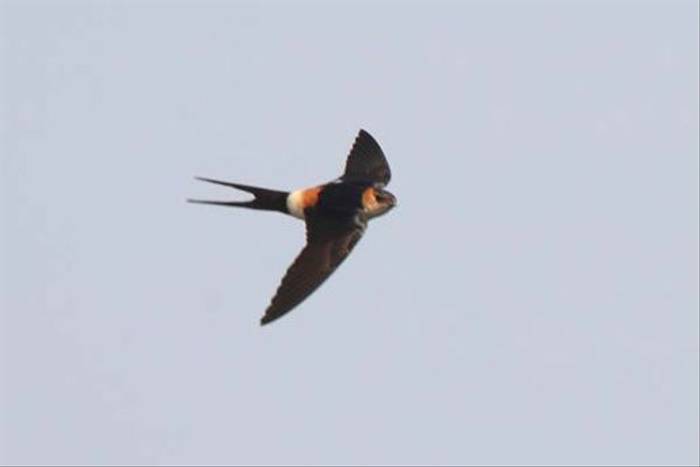 Red-rumped Swallow (Alan Outen)