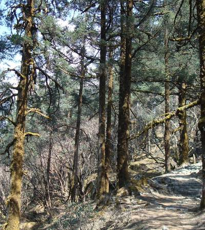 Forest on trail to Thula Syabru (2,100m)