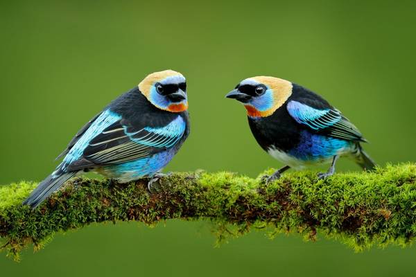 Golden-hooded Tanager